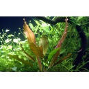 Echinodorus Rosé