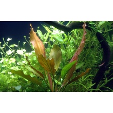 Echinodorus Rosé