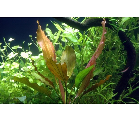 Echinodorus Rosé