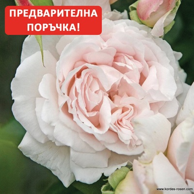 Kordes® Роза Constanze Mozart® - Parfuma® (Kordes®)