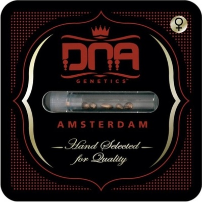 DNA Genetics Kushberry semienka neobsahujú THC 3 ks
