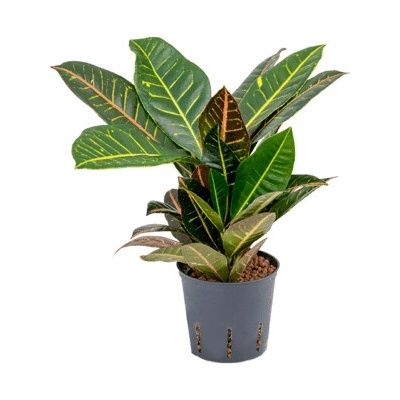 Croton (codiaeum) petra 2 pp 13/12 v.30 cm