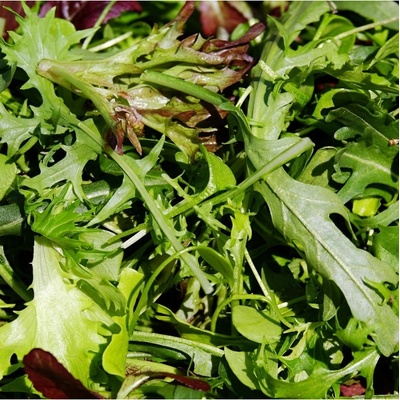 BIO Divoká roketa úzkolistá - Wild rocket - Křez - Diplotaxis tenuiflora - bio semena rokety - 250 ks