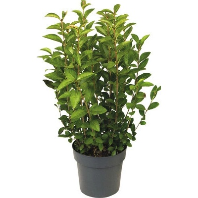 Vtáčí zob vajcovitolistý FloraSelf Ligustrum ovalifolium výška 60-70 cm kvetináč 3 l poloopadavý