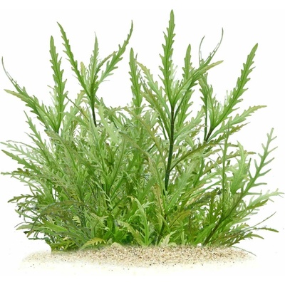 Hygrophila Odora