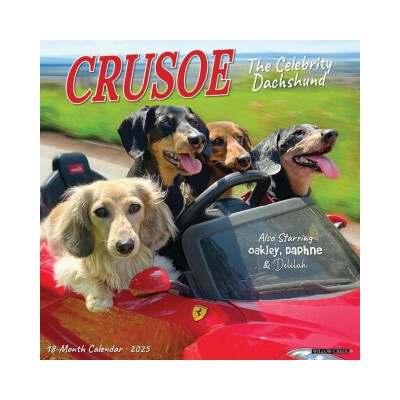 Crusoe the Celebrity Dachshund 12 X 12 Wall 2026