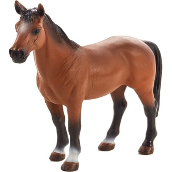 Mojo Trakehner kôň