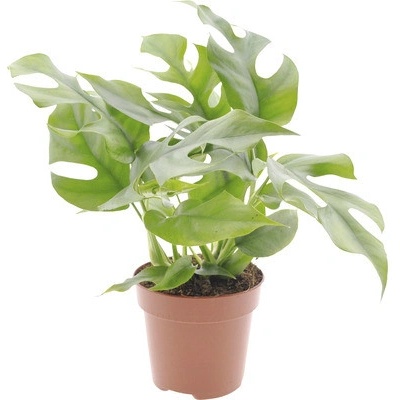 Monstera FloraSelf Monstera minima výška 15-30 cm květináč Ø 12 cm