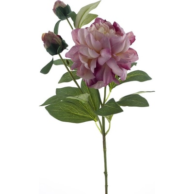 Pivoňka - Paeonia 'Sango' růžová V66 cm