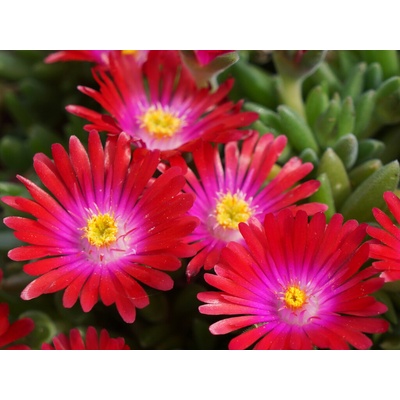 Poludňovka Jewel of Desert Garnet - Delosperma, kont. 0,5 l