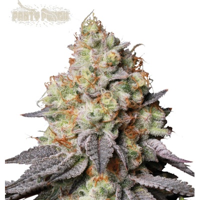 Seedstockers Superior Panty Punch Auto semena neobsahuji THC 3 ks