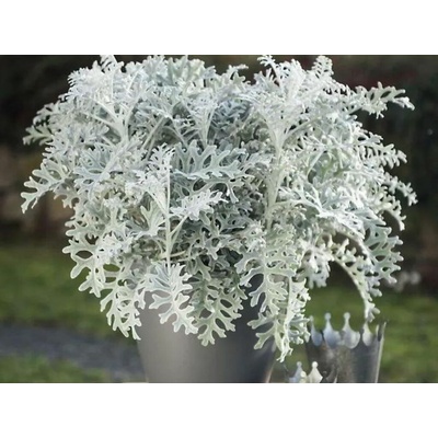 Starček prímorský Silver Dust, kvetináč 9 cm