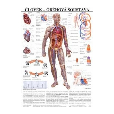 Člověk - oběhová soustava