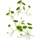 Hydrocotyle verticillata