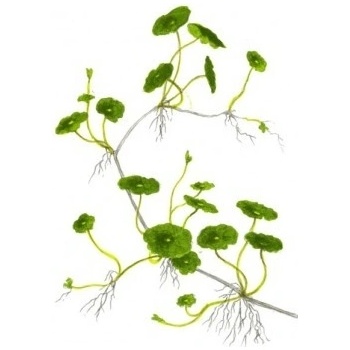 Hydrocotyle verticillata