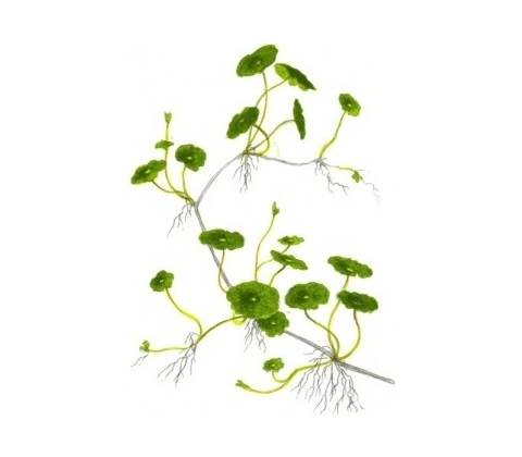 Hydrocotyle verticillata