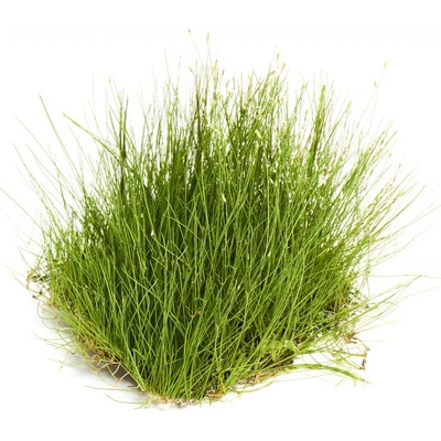 Eleocharis acicularis - Bahnička ihlovitá