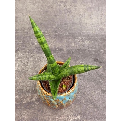 Sansevieria Cylindrica hvězda mini