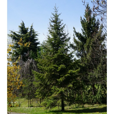 Jedle Pindrow - Abies Pindrow - osivo jedle - 15 ks – Hledejceny.cz