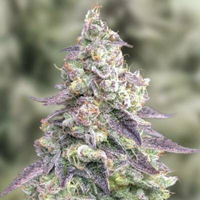 High Speed Buds #9 Pound Hammer AUTO semena neobsahují THC 3 ks