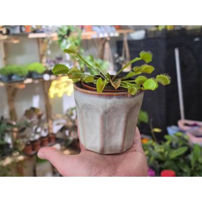 PlantBros flower Dionaea muscipula Mucholapka Konkrétna rastlina: S keramickým kvetináčom z fotografie