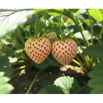 Jahodník bílé barvy 'Ananas' 5 ks poloraný