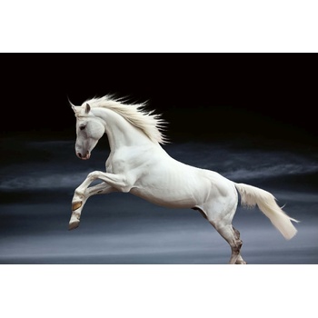 DIMEX ART s. r. o Флизелинов фототапет бял кон 375 x 250 см