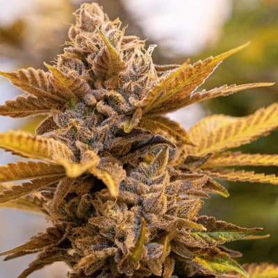 High Speed Buds Alien Candy Kush Fast semena neobsahují THC 5 ks