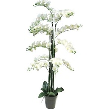 Orchidej - Phalaenopsis Bora x13 v květináči V140 cm bílá