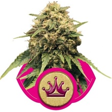 Royal Queen Seeds Special Queen n. 1 semena neobsahují THC 10 ks