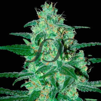Samsara Thunder Bloody Mary Auto semienka neobsahujú THC 10 ks