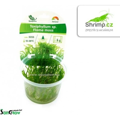Flame Moss - Taxiphyllum spec. 100 ml