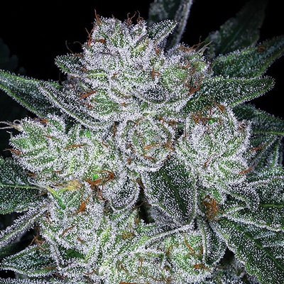 Anesia Seeds Auto Future #1 semienka neobsahujú THC 10 ks