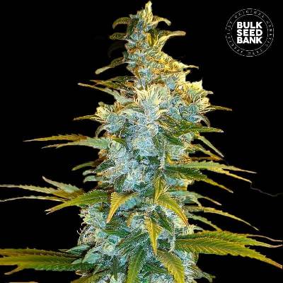 Bulk Seed Bank Northern Light semena neobsahují THC 10 ks