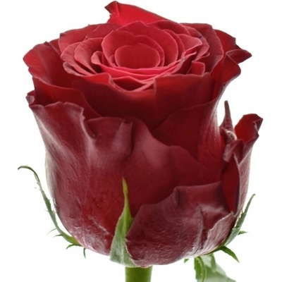Červená růže RHODOS 70cm (XXL) SUPER