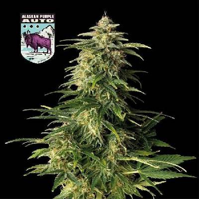 SEEDSMAN Alaskan Purple AUTO semena neobsahují THC 3 ks