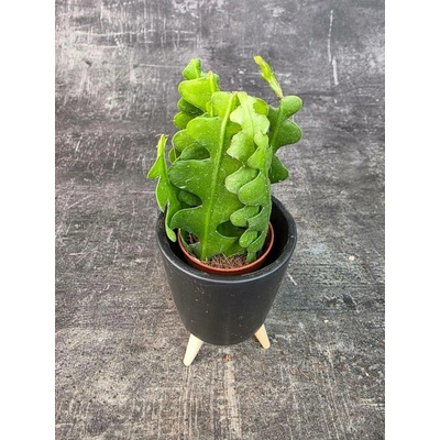 Epiphyllum Anguliger mini kompaktní růst (rybí kost, rotlina miluje umístění na slunku)