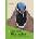 Birds of the West Indies | Kirwan, Guy M. , Levesque, Anthony, Oberle, Mark, Sharpe, Christopher J