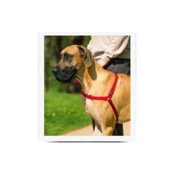 PetSafe postroj EasyWalk L