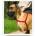 PetSafe postroj EasyWalk L