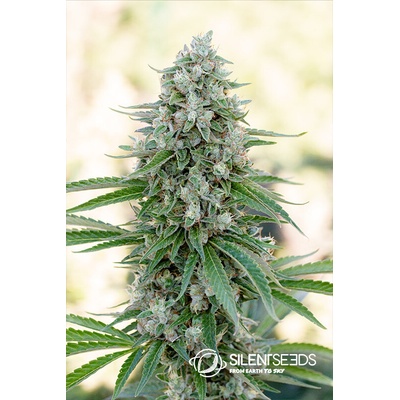 Silent seeds Critical mango semena neobsahující THC 25 ks
