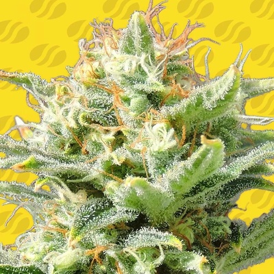 Original Sensible Seeds AUTO Super Skunk semena neobsahují THC 5 ks