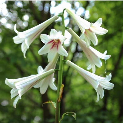 Himalájská lilie 'Cardiocrinum giganteum' 1 ks