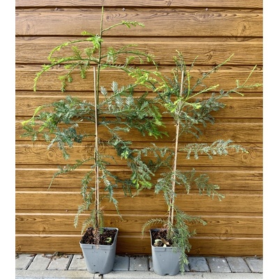Sekvoja vždyzelená (Sequoia sempervirens) veľkosť 80-110cm