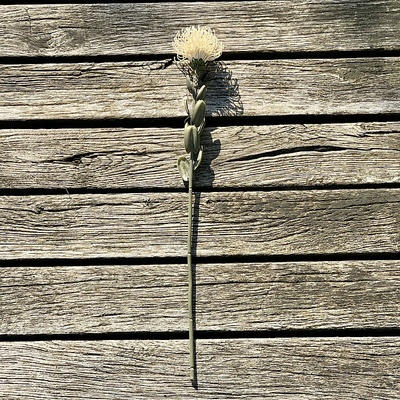 DRY SMALL PROTEA BÍLÁ 61 cm