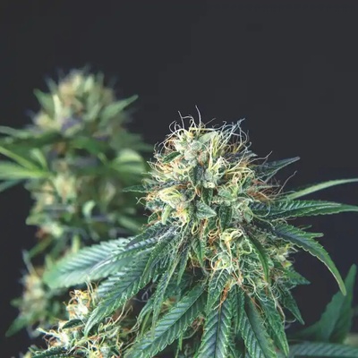Pyramid Seeds Tutankhamon regular semienka neobsahujú THC 7 ks