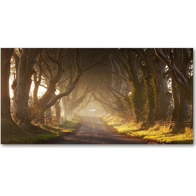 Fotoobraz na skle Hmla v lese 100x50 cm