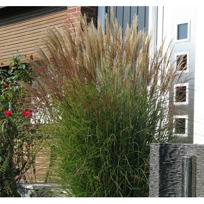 GREENBOSS FLOWER Ozdobnice 'Malepartus' Průměr květináče: 9 až 12 cm