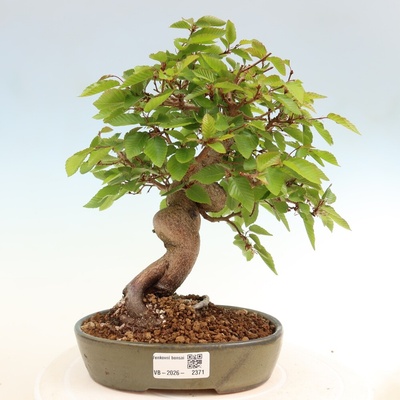 e-bonsai Venkovní bonsai -Carpinus coreana - Habr korejský