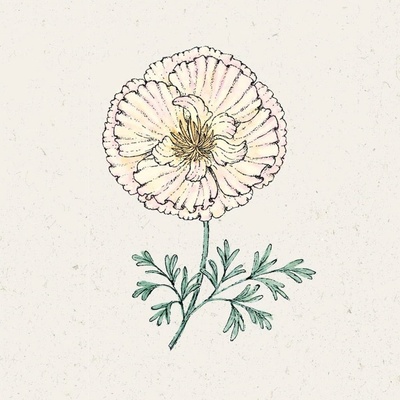 Jora Dahl Slncovka kalifornská "Thai Silk Pink Champagne" Eschscholzia californica 1 ks
